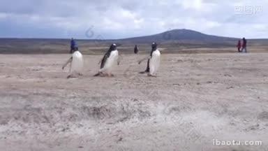 巴布亚企鹅在福克兰群岛志愿者点的海滩上奔跑